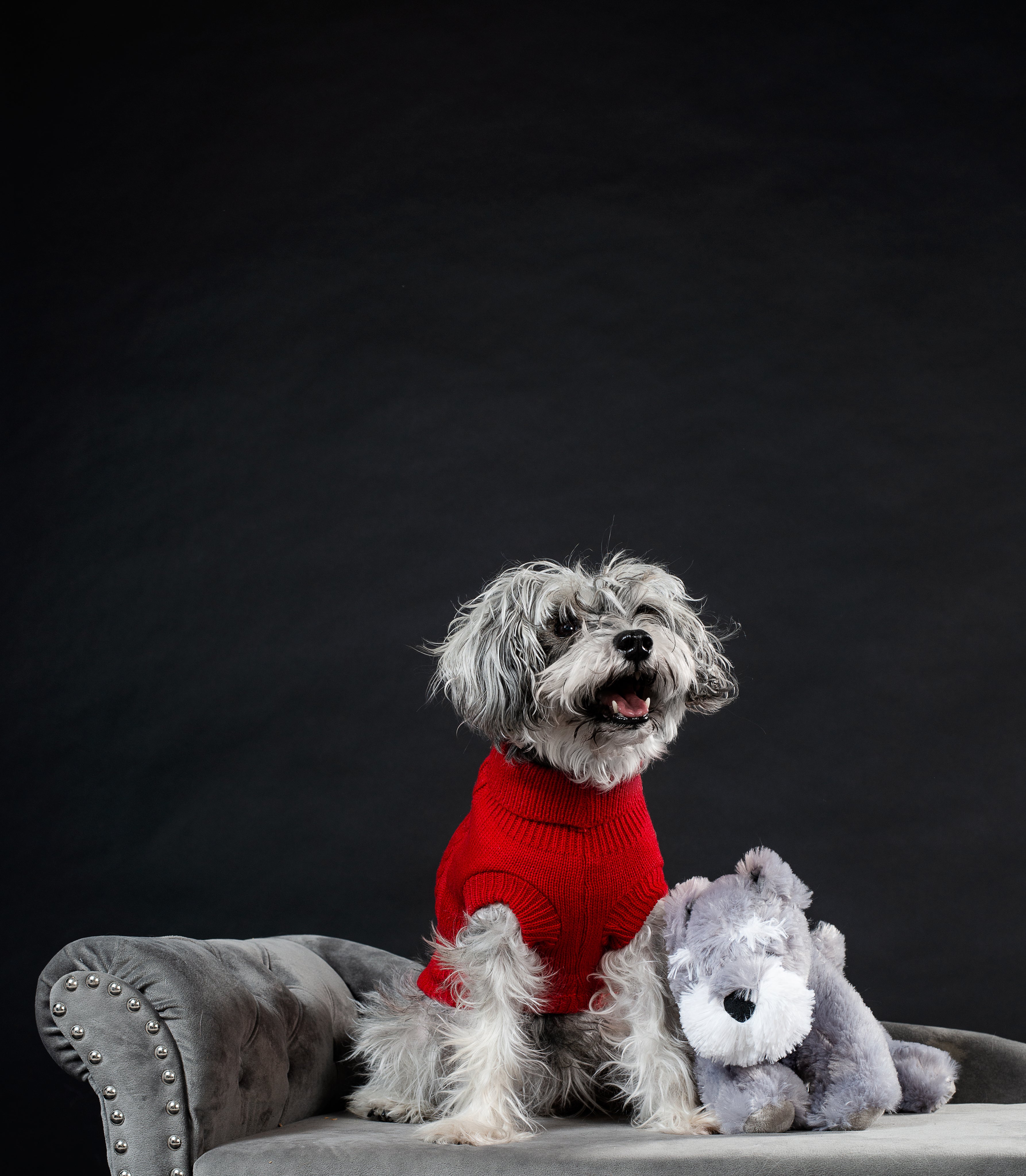 files/real-dog-stuffed-dog.jpg